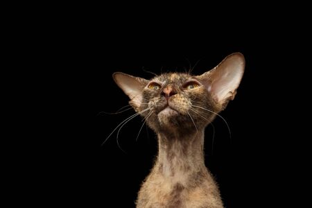 Closeup Peterbald Sphynx Cat Curiosity Looking on Black backgroundの写真素材