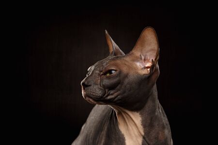 Closeup Portrait of Grumpy Sphynx Cat, Profile view on Black Background