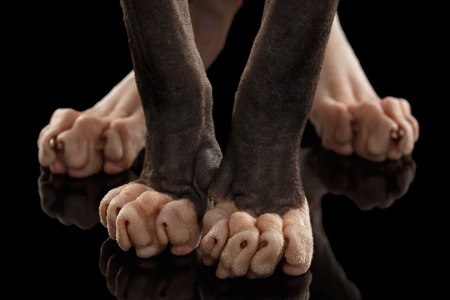 Closeup  Legs Sphynx Cat Standing on Black Mirrorの写真素材