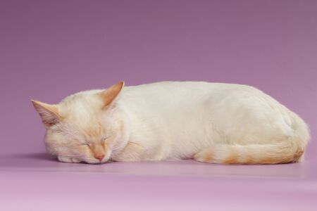 Closeup  Sleeping Ginger Cat on Purple Backgroundの写真素材
