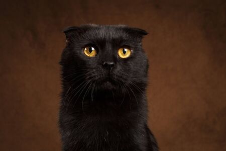 Closeup portrait of Grumpy Black Cat on brown backgroundの写真素材