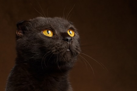 Closeup portrait of Grumpy Black Cat on brown backgroundの写真素材