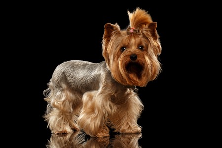 Closeup Yorkshire Terrier Dog Standing on Black Mirror backgroundの写真素材
