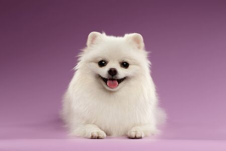 Small White Spitz Dog Lying on Colored Backgroundの写真素材