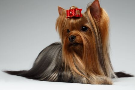 Groomed Yorkshire Terrier Dog Lying on White backgroundの写真素材