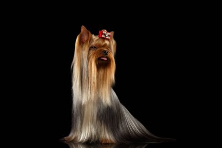 Yorkshire Terrier Dog Showing Tongue on Black backgroundの写真素材