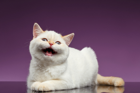 Blue Eyed British Kitten Meowing on Purple Backgroundの写真素材