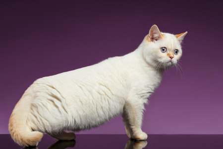 Blue Eyed British Kitten Stands on Purple Backgroundの写真素材