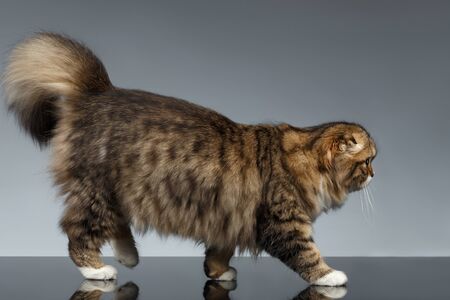 Scottish Fold Cat Walks on Gray Mirror Backgroundの写真素材