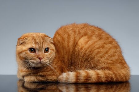 Ginger Scottish Fold Cat Lies on Gray Backgroundの写真素材