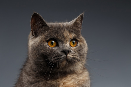Closeup Portrait of Scottish Cat on Gray Backgroundの写真素材