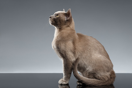 Burma Cat Sits and Looking up on Gray background, Profile viewの写真素材