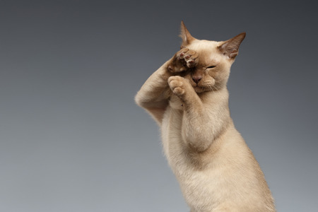 Burma Cat paws snout covers on Gray backgroundの写真素材