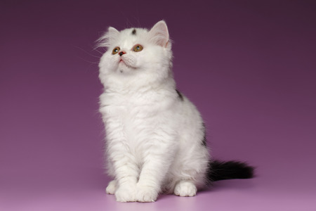 White Scottish straight Kitten Sits and Looking up on Purple Backgroundの写真素材