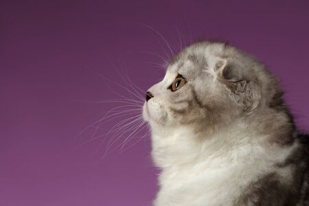 Closeup Portrait of White Scottish Fold Kitten Profile view on Purple Backgroundの写真素材