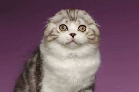 Closeup Portrait of White Scottish Fold Kitten on Purple Backgroundの写真素材