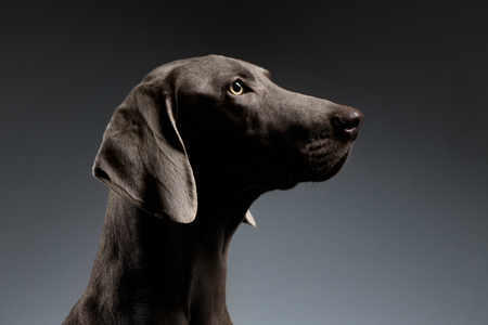 Close-up Portrait of Weimaraner dog in Profile view on white gradient backgroundの写真素材
