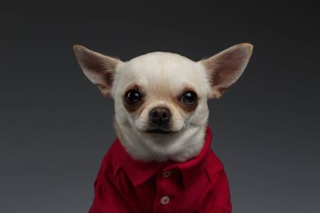 Closeup Portrait of Chihuahua dog in stylish red clothes. Blue backgroundの写真素材