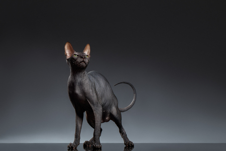 Sphynx Cat Stands and squints Looking up on Black Backgroundの写真素材