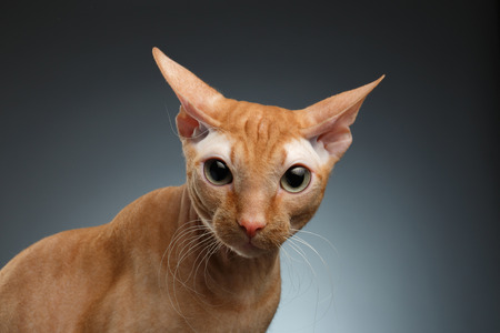 Closeup Funny Ginger Sphynx Cat Surprised Looking in camera on blue background