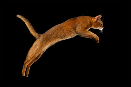 Closeup Jumping Abyssinian cat Isolated on black background, Profile viewの写真素材