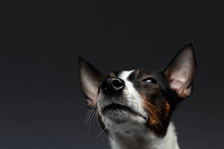 Closeup Portrait of Jack Russell Terrier Dog Looking up squints, Dark backgroundの写真素材