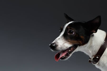 Closeup Portrait of Jack Russell Terrier Dog in Profile view, Dark backgroundの写真素材