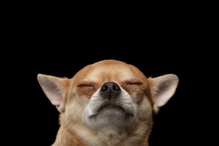 Closeup Portrait of Dreaming Chihuahua dog with Closed eyes,  isolated on Black backgroundの写真素材