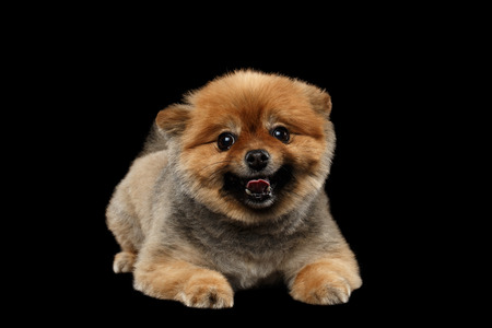 Cute Red Pomeranian Spitz Puppy Lies and Smiling isolated on Black Backgroundの写真素材