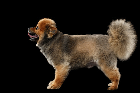Groomed Red Pomeranian Spitz Puppy Standing isolated on Black Background in Profile viewの写真素材