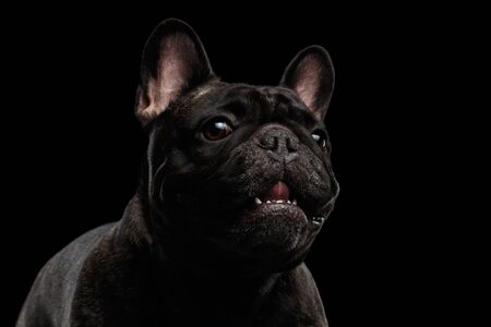 Close-up Portrait of Funny Smiled French Bulldog Dog and Curiously Looking, Front view,  Isolated on black backgroundの写真素材