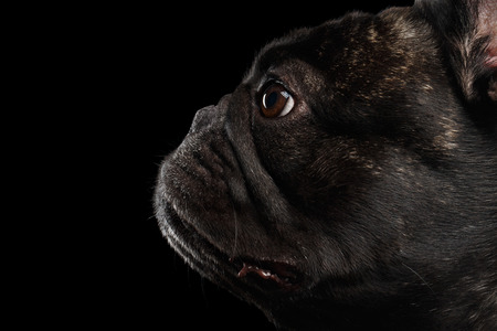 Close-up French Bulldog Dog in Profile view Isolated on black backgroundの写真素材