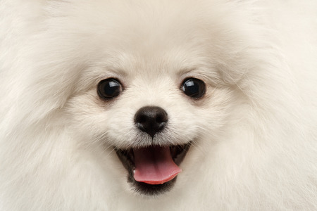 Closeup Furry Happiness White Pomeranian Spitz Dog Curious Smiling in Camera isolated in Front viewの写真素材