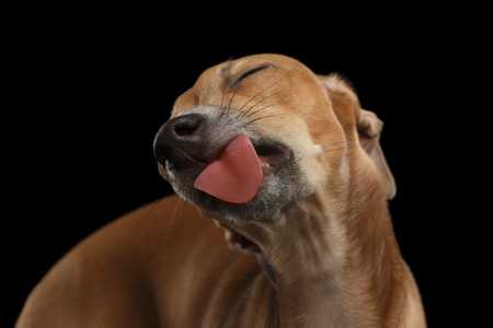 Closeup Cute Italian Greyhound Dog Licked with pleasure isolated on Black backgroundの写真素材