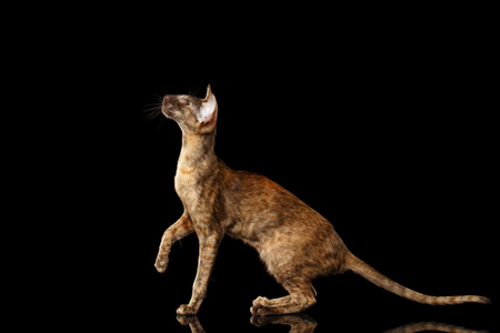 Brown Oriental Cat With Extremal Big Ears crouched and Looking up, Black Isolated Backgroundの写真素材