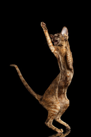 Playful Brown Oriental Cat Standing on rear legs, capture and raised up paws, Black Isolated...