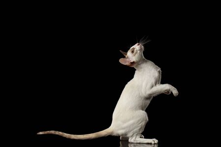 Playful White Oriental Cat Standing on rear legs and Raised up head, Black Isolated Backgroundの写真素材