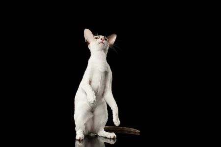 Playful White Oriental Cat Standing on rear legs and Raised up head, Black Isolated Backgroundの写真素材