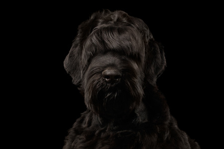 Closeup Portrait of Big Russian Black Terrier Dog Looking in Camera on Isolated Background, Front viewの写真素材