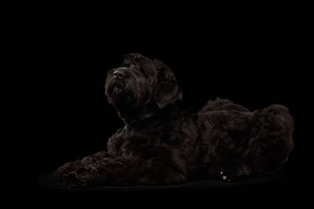 Big Russian Black terrier Dog Lying and Looking up on Isolated Background, Side viewの写真素材