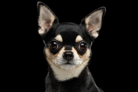 Closeup Portrait of Gorgeous Chihuahua Dog Looking in Camera on Black Isolated Backgroundの写真素材