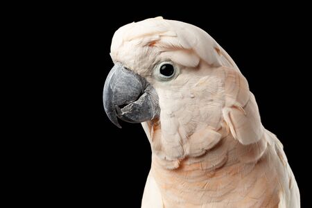 Closeup Head of Beautiful Moluccan Cockatoo, Pink salmon-crested Parrot Isolated on Black Backgroundの写真素材