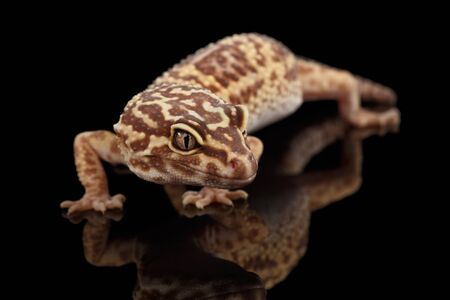 Closeup Leopard Gecko Eublepharis macularius Isolated on Black Background, front viewの写真素材