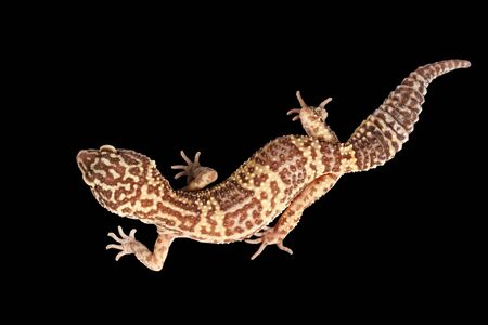 Closeup Leopard Gecko Eublepharis macularius Isolated on Black Background, Top viewの写真素材