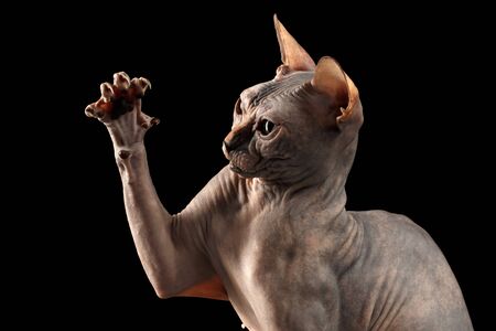 Closeup Playful Sphynx Cat Hunting Raising paw Isolated on Black Backgroundの写真素材