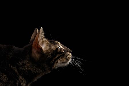 Closeup Bengal Cat Face with Green eyes in Profile view, isolated on Black Backgroundの写真素材