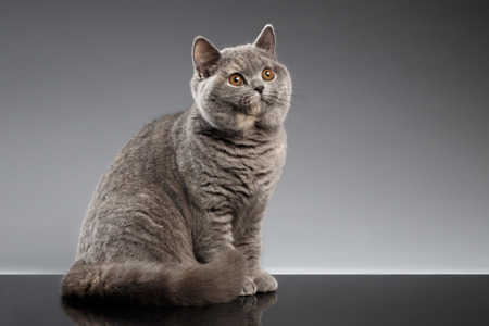 Furry Gray British Cat Sitting and Curious Looks on Dark Background, Side viewの写真素材