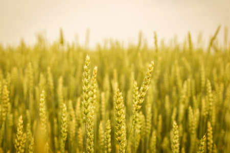Gold Weat Field on Background, young growth