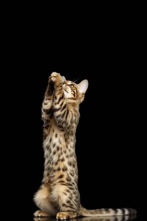Ask for food Bengal Kitty Funny Standing on hind legs and Raising up paws Isolated Black Background,...