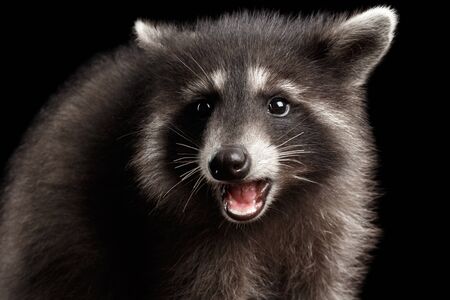 Closeup Portrait of Funny Baby Raccoon Curious Looks and opened mouth isolated on Black Background, Front viewの写真素材